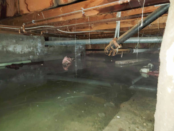 Best Local water damage restoration  in Rangely, CO